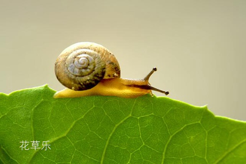 春季花草11种常见虫害识别及病虫害防治方法