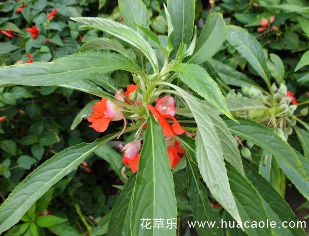 10月19日生日花：红凤仙花花语及红凤仙花花语寓意